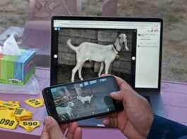 Covid-19 and Eid-ul-Adha; livestock traders going online.