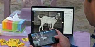 Covid-19 and Eid-ul-Adha; livestock traders going online.