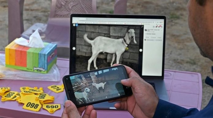 Covid-19 and Eid-ul-Adha; livestock traders going online.