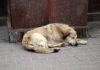 Islamabad puts a ban on shooting stray dogs
