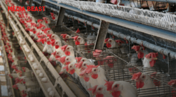 Chicken and Egg Shortage to Start Soon, Warning for General Public