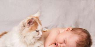 Cat kills a 15-day-old Infant in India by Dropping him from Roof