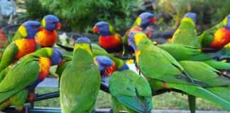 The Largest Bird Aviary in the World is Soon to Open in Islamabad