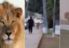 Wildlife officers photograph a lion strolling along Sharea Faisal in Karachi.