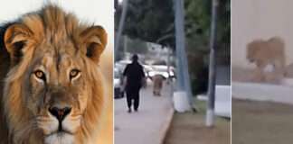 Wildlife officers photograph a lion strolling along Sharea Faisal in Karachi.