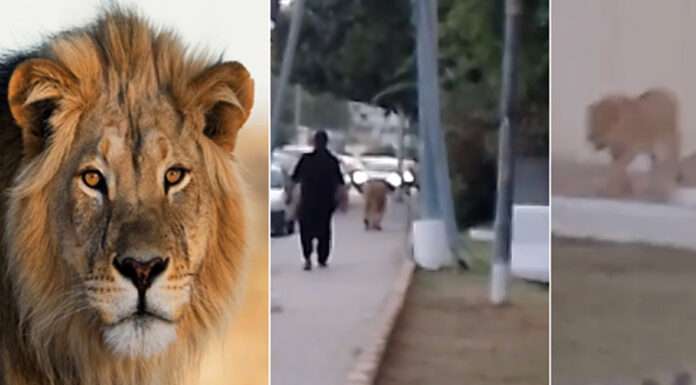 Wildlife officers photograph a lion strolling along Sharea Faisal in Karachi.
