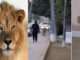 Wildlife officers photograph a lion strolling along Sharea Faisal in Karachi.
