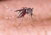 100+ cases of dengue in Rawalpindi
