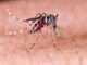 100+ cases of dengue in Rawalpindi