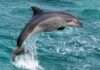 Endangered Indus Dolphin Found Dead in Balochistan
