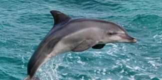 Endangered Indus Dolphin Found Dead in Balochistan