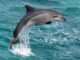 Endangered Indus Dolphin Found Dead in Balochistan