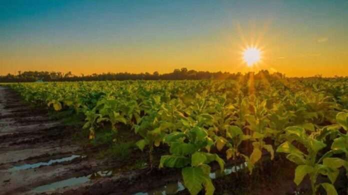 tobacco-crop
