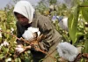 Punjab cotton growers are having sleepless nights due to a whitefly attack.