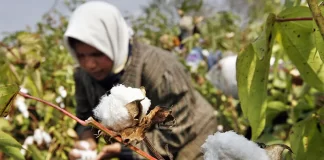 Punjab cotton growers are having sleepless nights due to a whitefly attack.