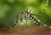 1,000 deaths from dengue in Bangladesh during the deadliest outbreak