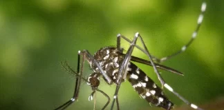 1,000 deaths from dengue in Bangladesh during the deadliest outbreak