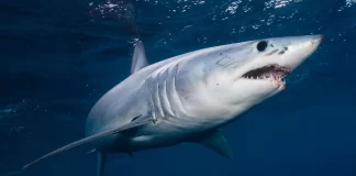 Unintentionally Capture a Massive Deep Sea Shark Eater by Baloch Fishermen