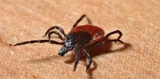 Following the death of a doctor from the Congo virus, Sindh and Balochistan are on high alert.