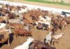 Pakistan permits live cattle imports from Brazil