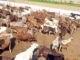 Pakistan permits live cattle imports from Brazil