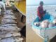 Karachi fishermen catch Sawa fish worth Rs 2 billion