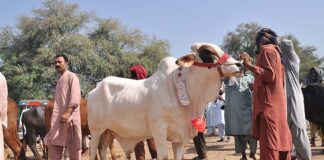 Eidul Azha 2024 to fall on This date in Pakistan