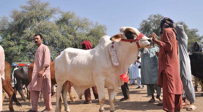 Eidul Azha 2024 to fall on This date in Pakistan