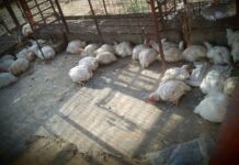 Chicken became cheaper