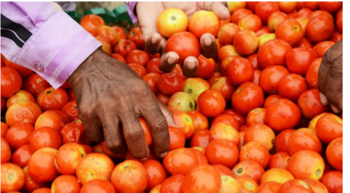 After onions, the prices of tomatoes have gone up
