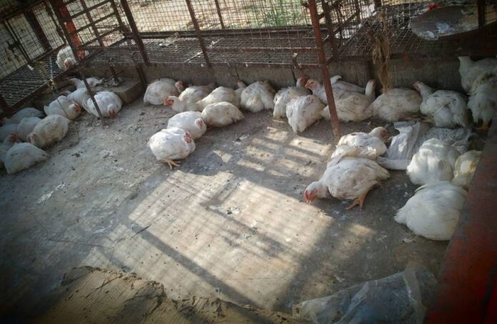 news-1721365069-5619