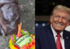 Superstar baby hippo Moo Deng predicts Trump will win 2024 US election