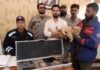 Youtuber Rajab Butt arrested for displaying weapons, keeping lion cub