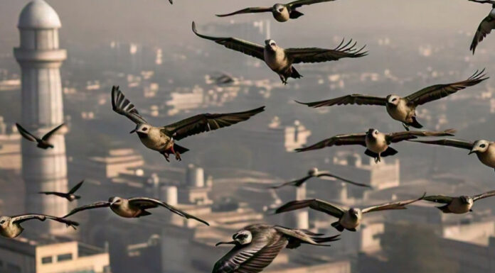 Migratory birds battle climate chaos