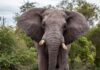 Elephant attack in South Africa leads to fatality