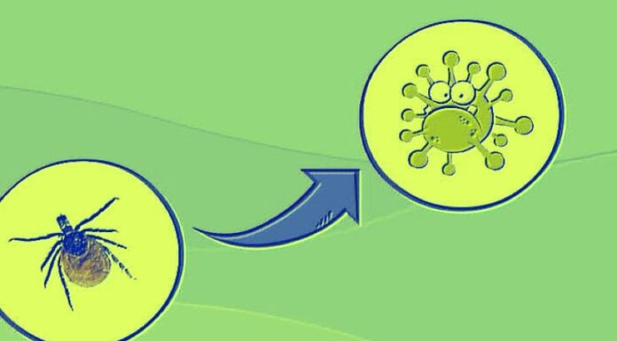 Second Congo virus death reported in Karachi; 26-year-old succumbs at hospital